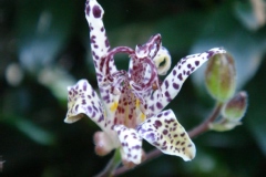 Tricyrtis hirta