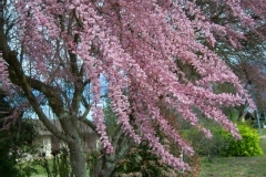 Tamarix tetandra
