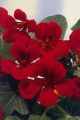 Capucine 'imperatrice des indes'