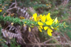 Ulex minor