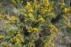 Photo de Ulex europaeus
