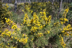 Ajonc