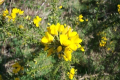 Ajonc