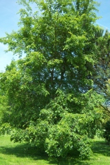Orme champêtre, Ormeau