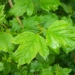 Viburnum opulus 'Sterile'