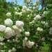 Viorne obier, Caillebot, Boule de neige, Obier, Aubour, Bois à quenouille, Sureau aquatique, Charcoulier