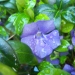 Vinca major