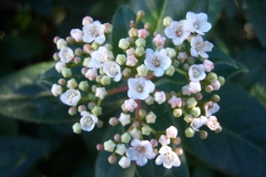 Photo de Viburnum tinus