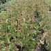 Viorne 'cotentin', Viorne