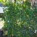 Viburnum tinus ssp.rigidum