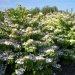 Viburnum plicatum 'Lanarth'