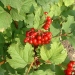 Viburnum opulus