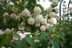 Viburnum tomentosum