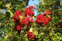 Viburnum dilatatum