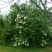 Viorne obier, Caillebot, Boule de neige, Obier, Aubour, Rose de gueldre, Bois à quenouille, Sureau aquatique, Charcoulier