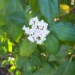 Laurier tin, Laurier tin ssp.rigidum, Viorne tin