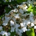 Viburnum plicatum 'Lanarth'
