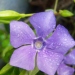 Vinca major