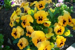 Viola
