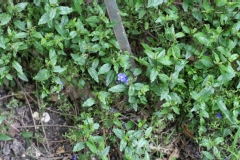 Veronica peduncularis 'Georgia Blue'