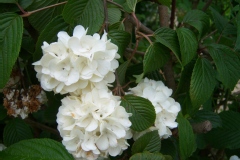 Viburnum tomentosum