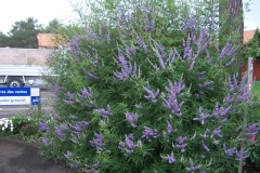 Vitex agnus-castus
