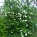 Viburnum opulus 'Sterile'