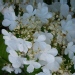 Viburnum plicatum 'Lanarth'