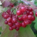 Viburnum opulus