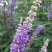 Vitex agnus-castus