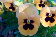 Viola