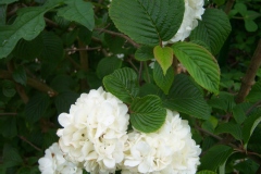 Viburnum tomentosum