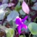 Violette odorante, Violette commune, Violette à parfum