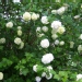 Viburnum opulus 'Sterile'