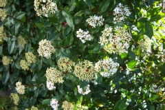 Photo de Viburnum tinus