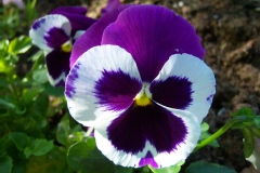 Viola