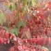 Viorne de chine 'mariesii', Viorne de chine, Viorne