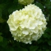 Viburnum opulus 'Sterile'