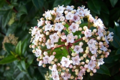 Photo de Viburnum tinus