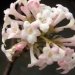 Viorne 'charles lamont', Viburnum, Viorne