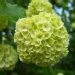 Viburnum opulus 'Sterile'