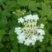 Viorne obier, Caillebot, Boule de neige, Obier, Aubour, Bois à quenouille, Sureau aquatique, Charcoulier