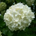 Viburnum opulus 'Sterile'
