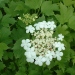 Viorne obier, Caillebot, Boule de neige, Obier, Aubour, Bois à quenouille, Sureau aquatique, Charcoulier
