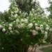 Viorne obier, Caillebot, Boule de neige, Obier, Aubour, Bois à quenouille, Sureau aquatique, Charcoulier