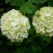 Viburnum opulus 'Sterile'