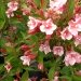 Weigelia, Weigelia 'giganteiflora', Weigélie