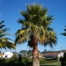 Washingtonia robusta