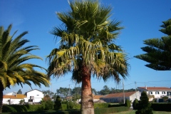 Palmier du mexique, Washingtonia mexicain, Paume éventail du mexique