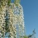 Glycine de chine blanche, Glycine blanche, Glycine